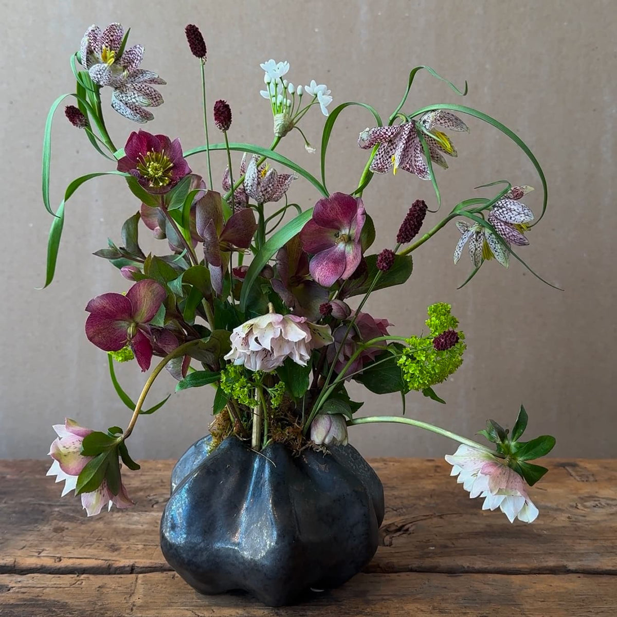 Frittilaria Whisper - Bloomfields