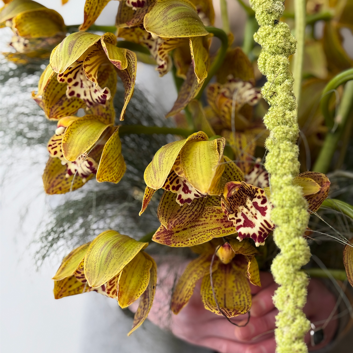 Golden Instinct - Bloomfields