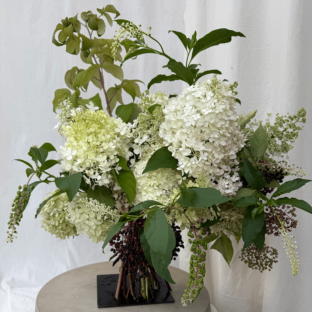 Hydrangea - Bloomfields