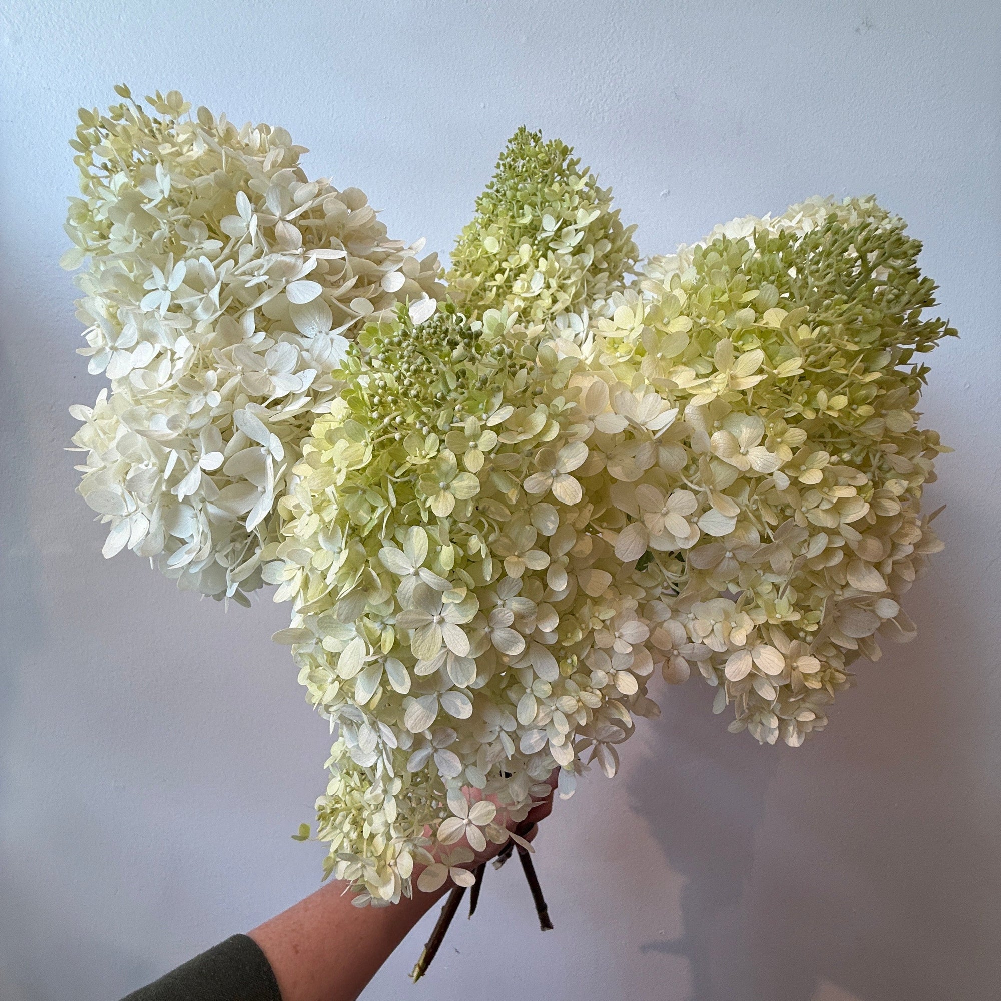 Hydrangea Market Bunch - Bloomfields