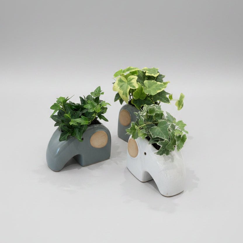 Ivy in Elephant Container - Bloomfields