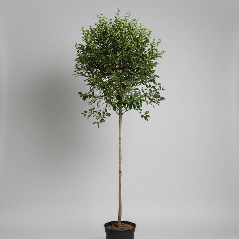 Korean Dwarf Lilac - Bloomfields