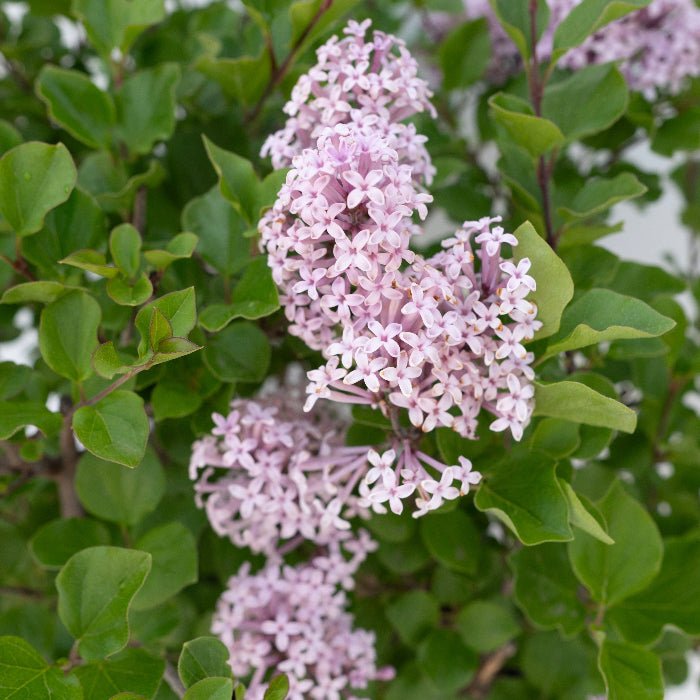 Korean Dwarf Lilac - Bloomfields