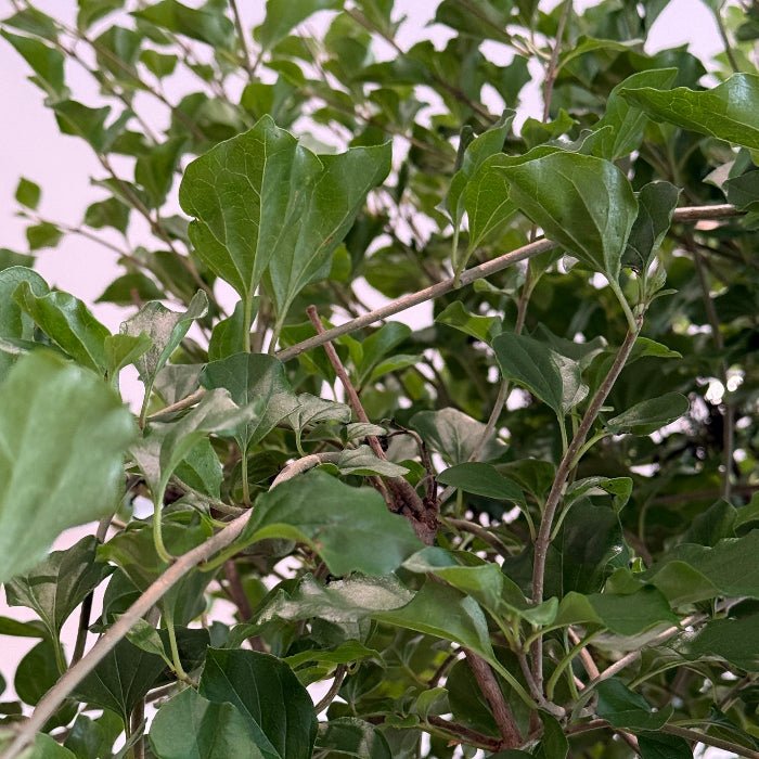 Korean Dwarf Lilac - Bloomfields