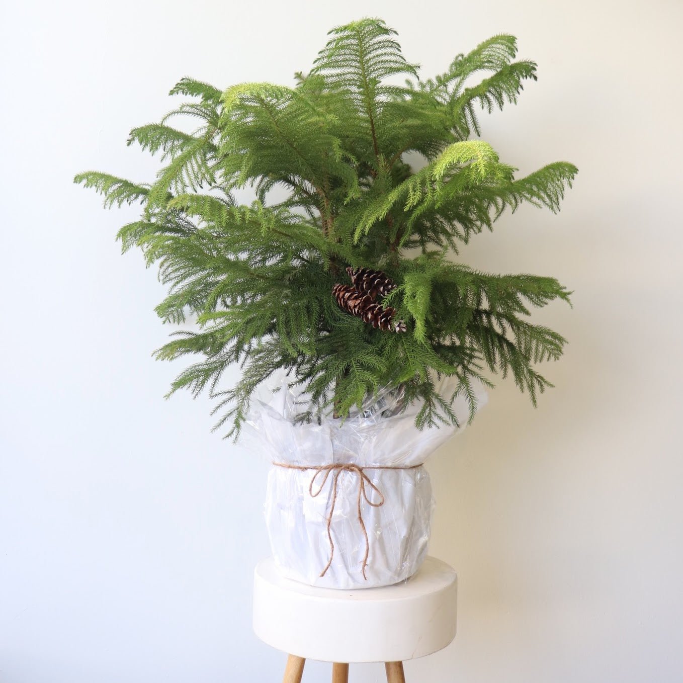 Large Norfolk Tree - Bloomfields