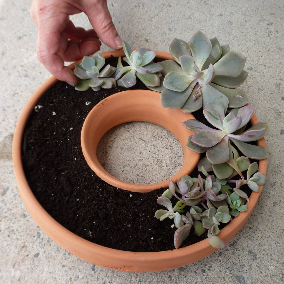 Living Wreath, Wall Planter - Bloomfields