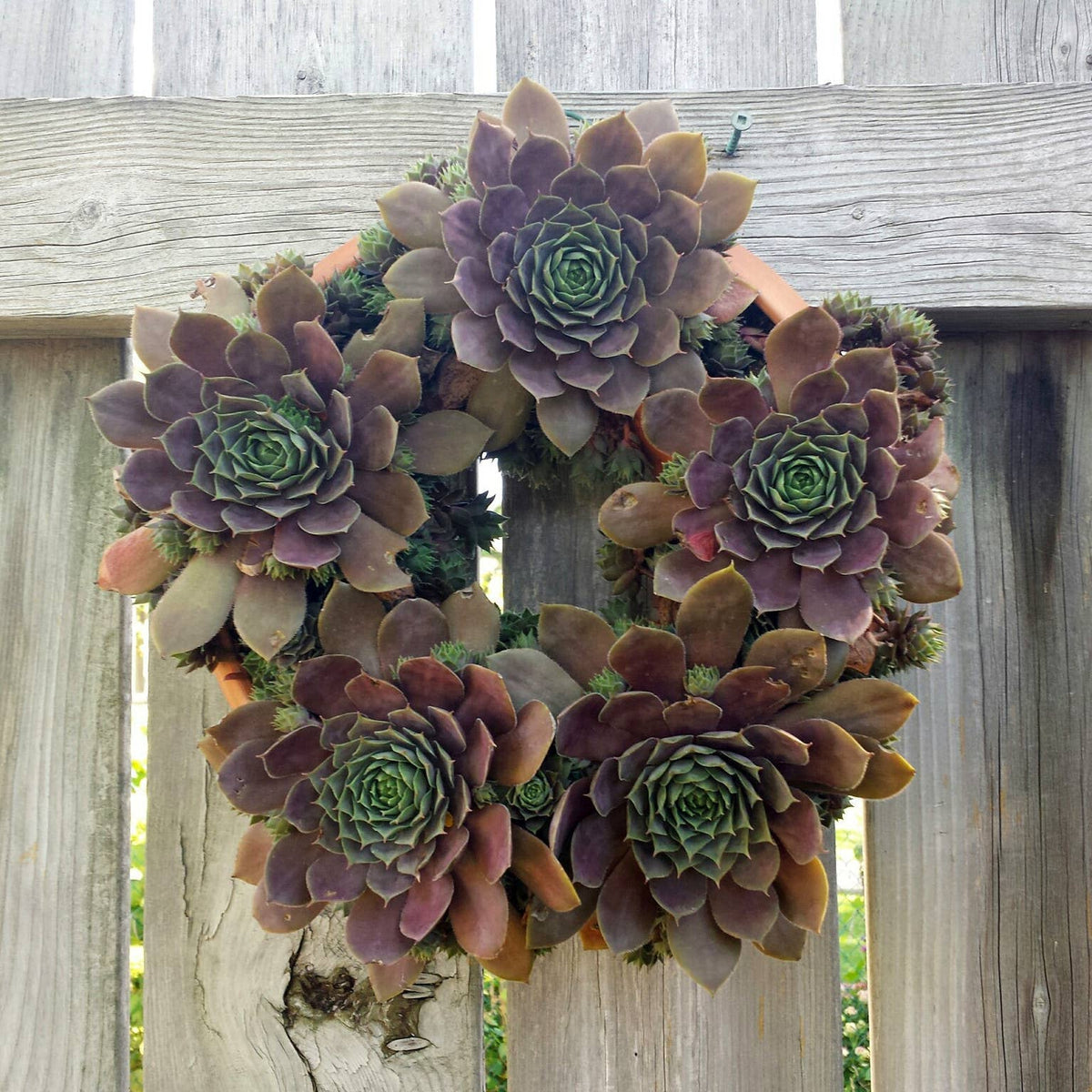 Living Wreath, Wall Planter - Bloomfields