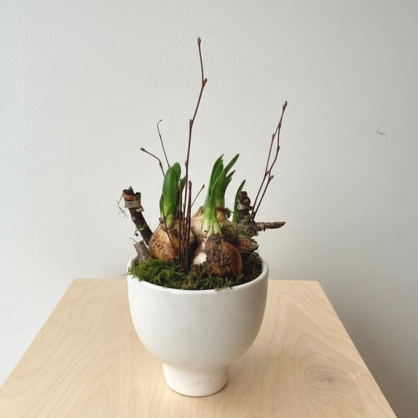 Mini Daffodil Garden Elijah - Bloomfields