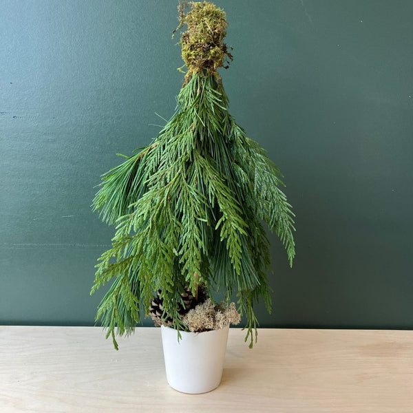 Mini-Wintergreen Tree - Bloomfields