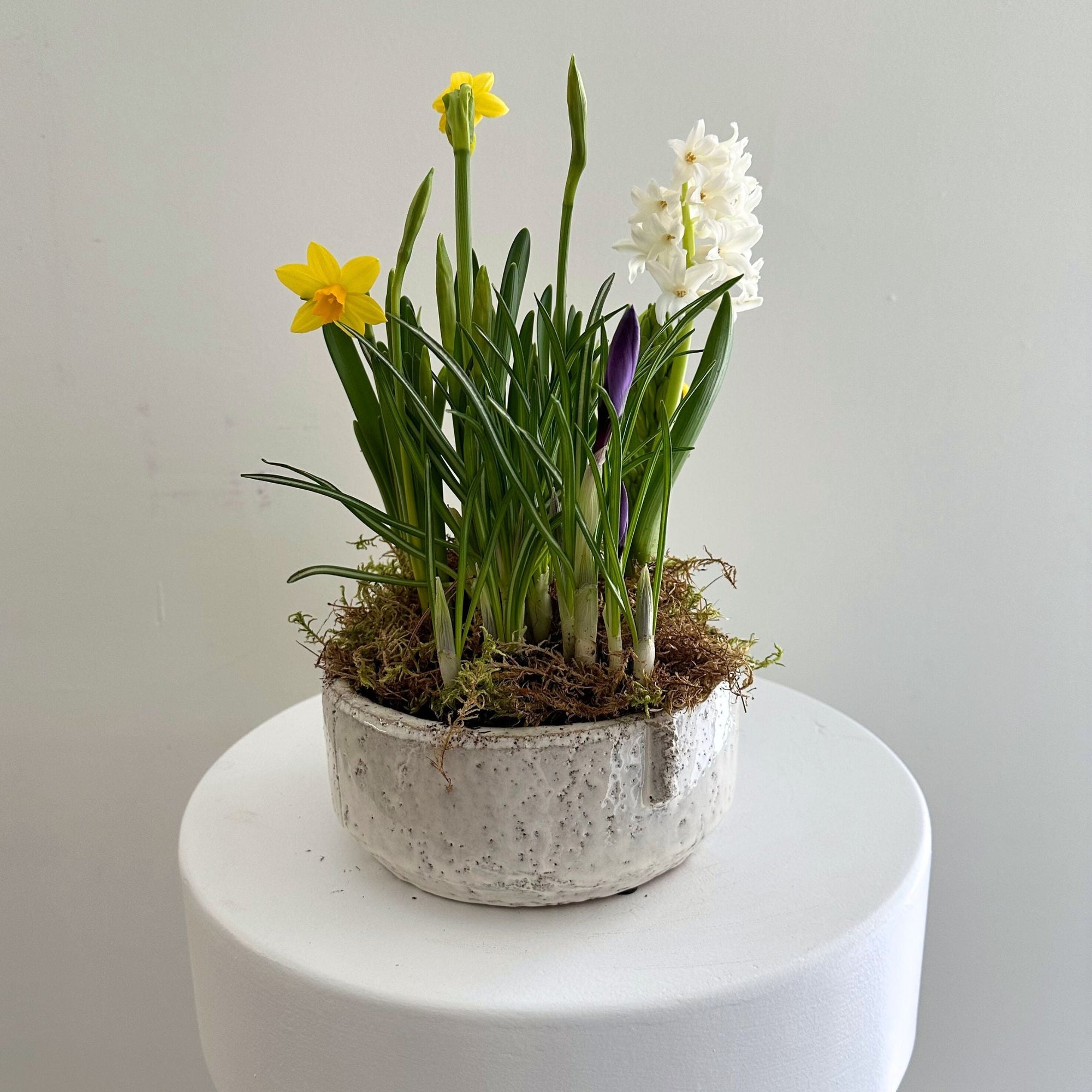 Mixed Flowering Bulb Garden in Glazed Terra Cotta - Bloomfields