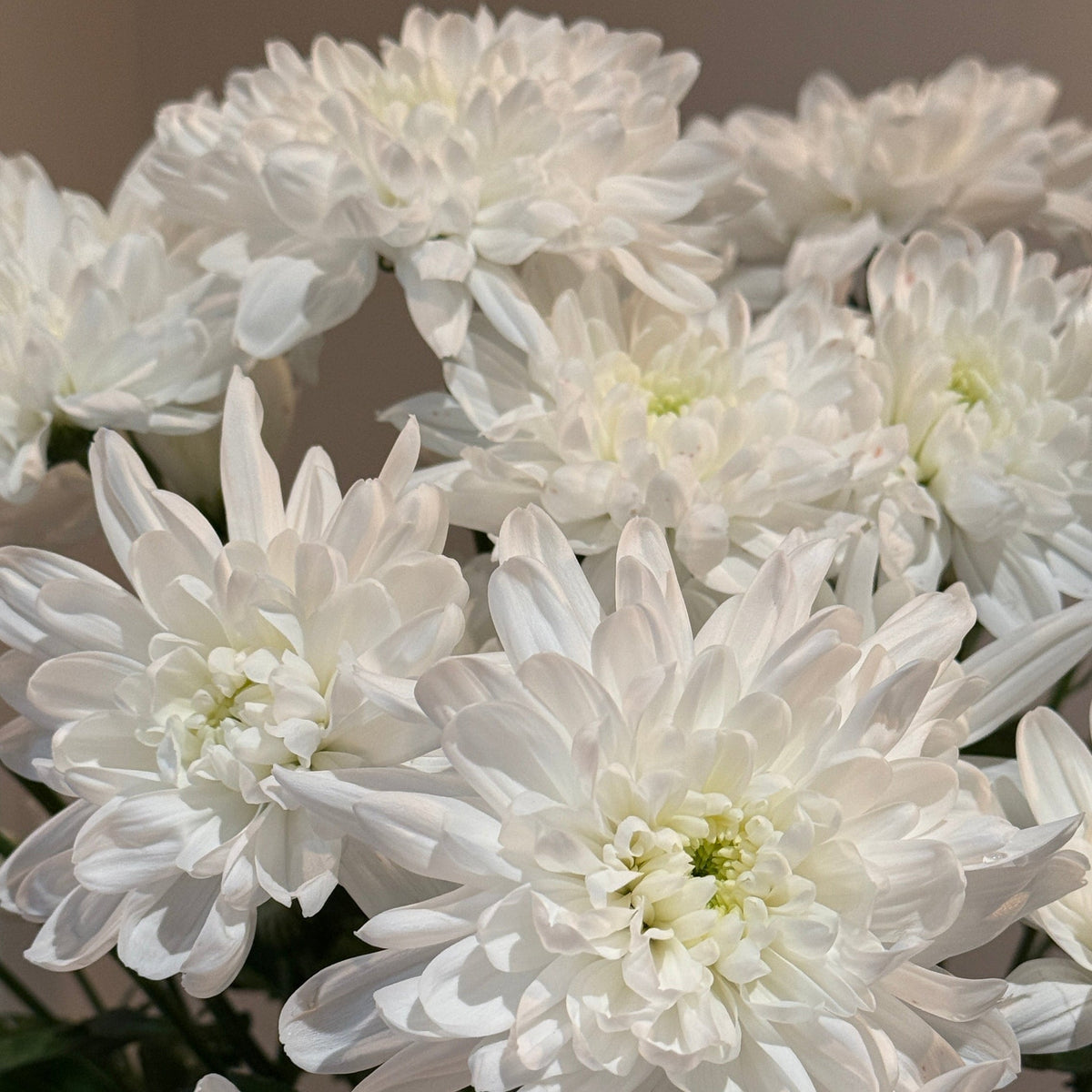 Mums Market Bunch - Bloomfields