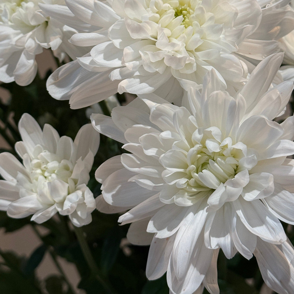 Mums Market Bunch - Bloomfields