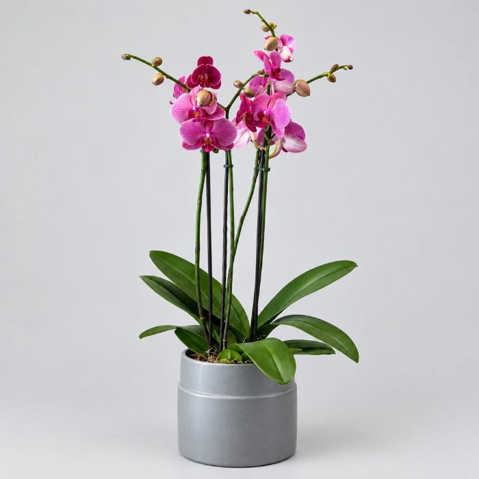 Narbonne Phalaenopsis Orchid - Bloomfields