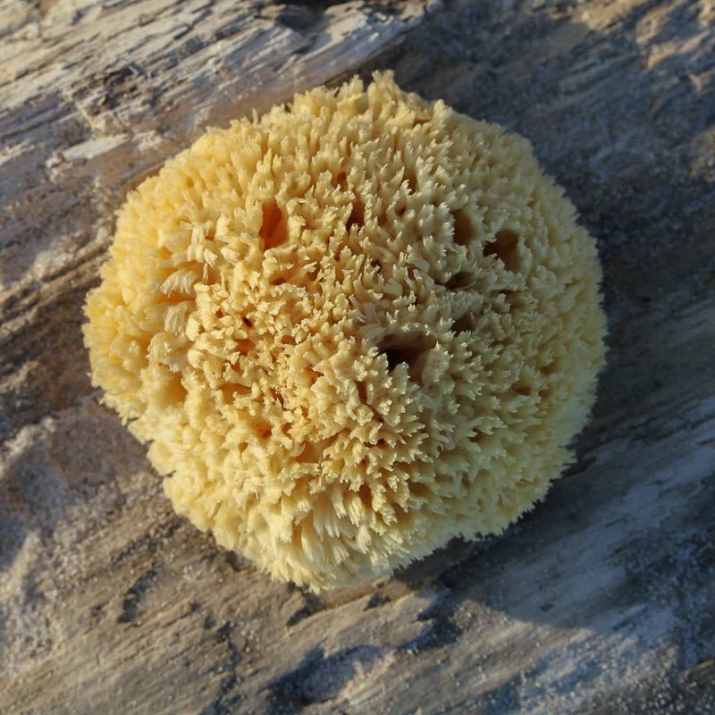 Natural Sea Sponge - Bloomfields