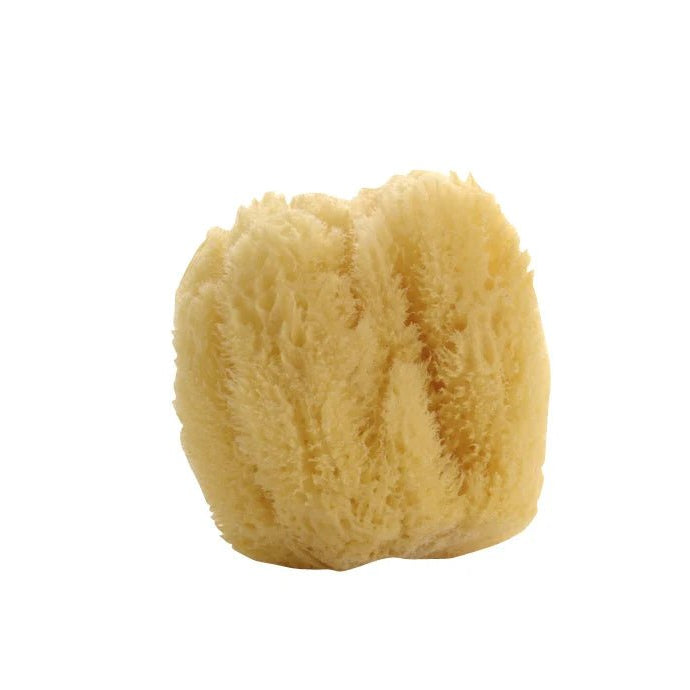 Natural Sea Sponge - Bloomfields