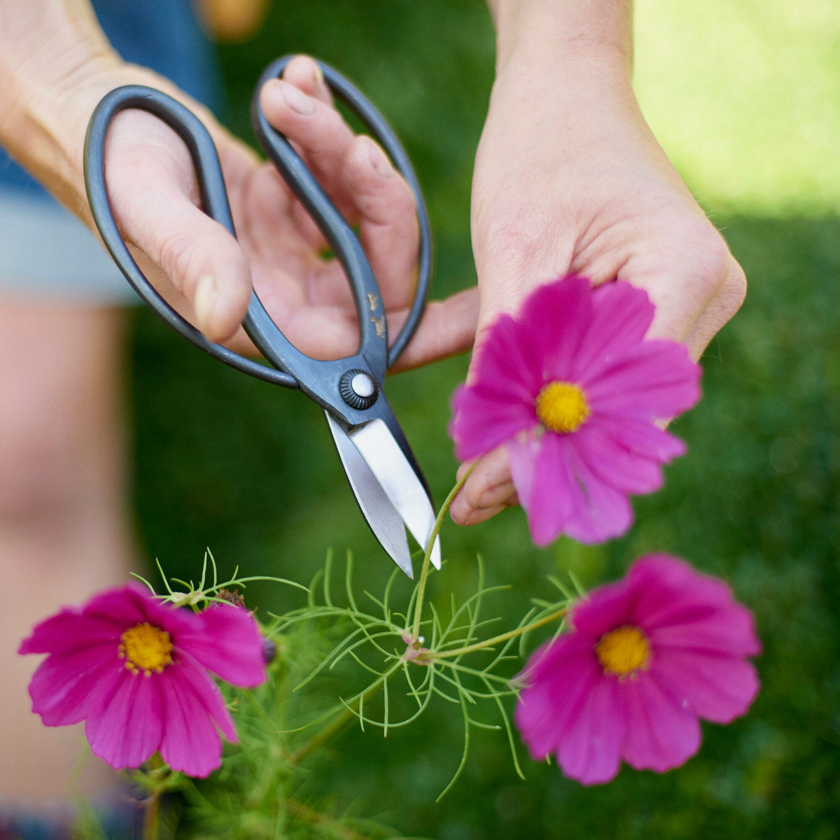 Niwaki Sentei Garden Scissors - Bloomfields