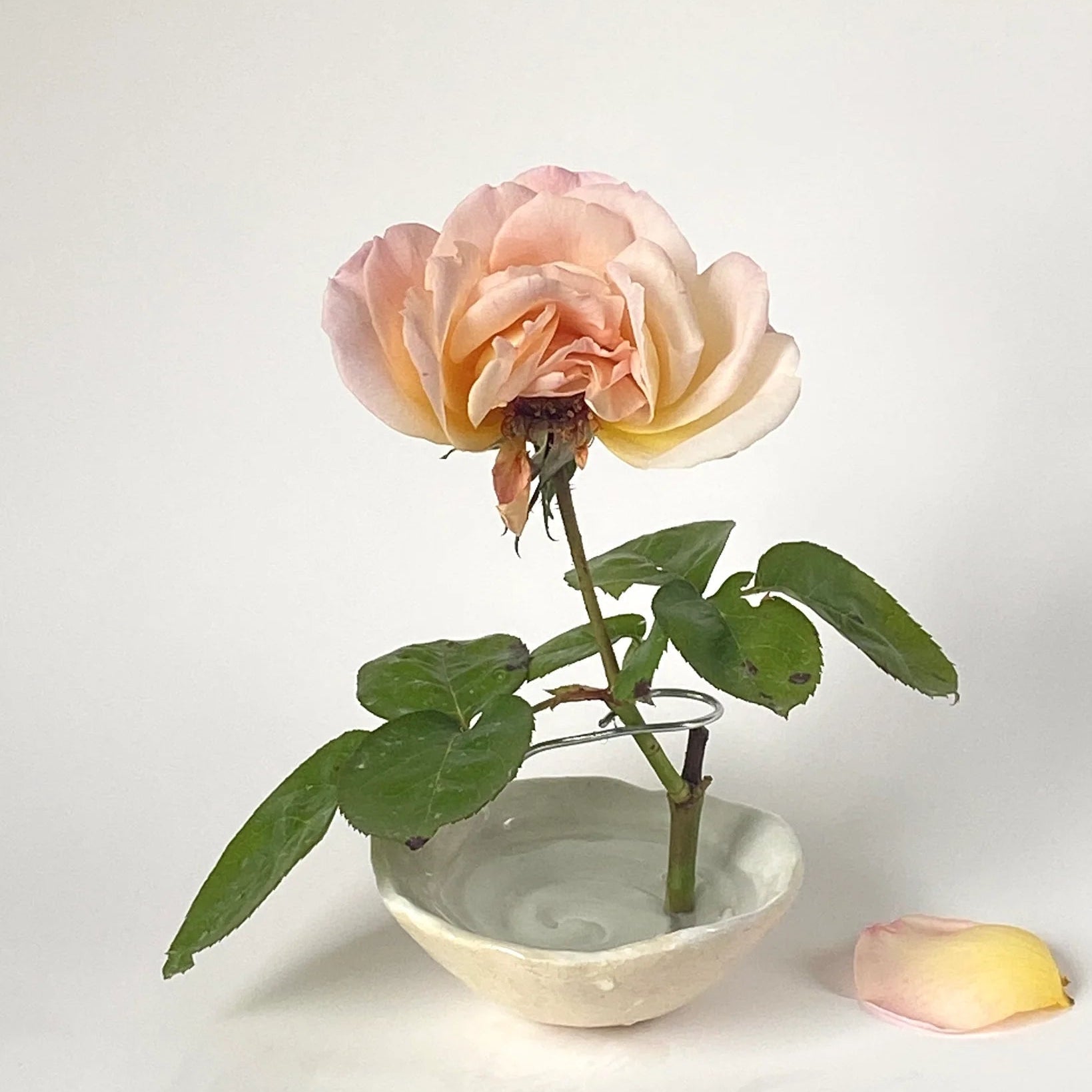 Oksana Berda Spiral Bowl Stem Holder White - Bloomfields