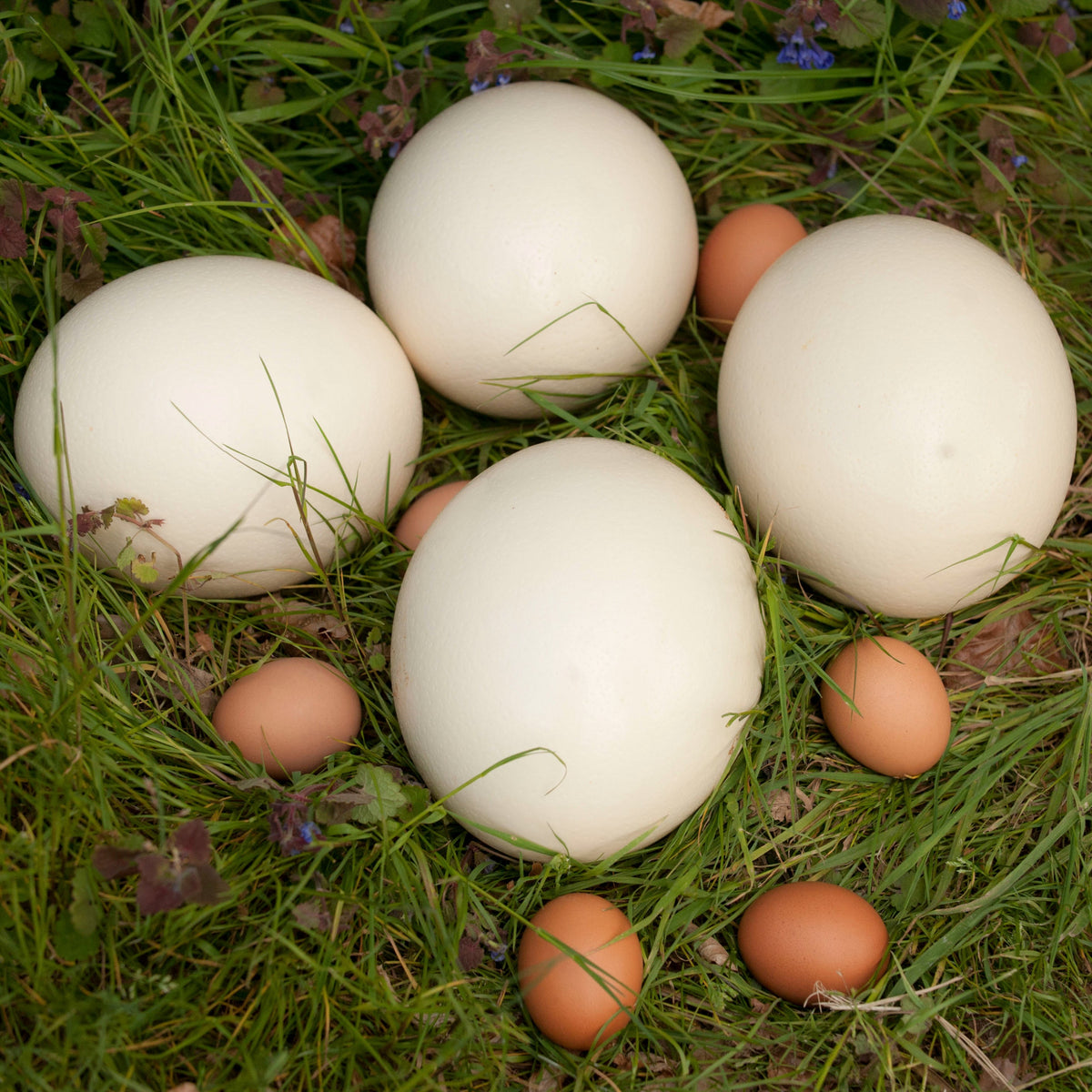 Ostrich Eggs - Butter Yellow - Bloomfields