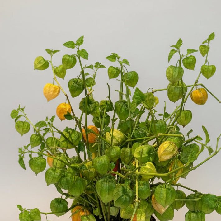Physalis Market Bunch - Bloomfields
