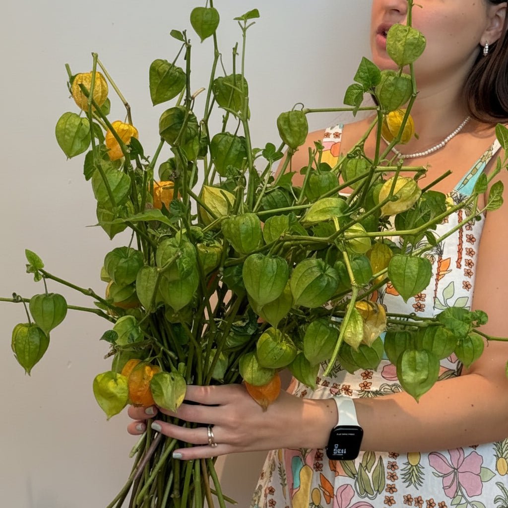 Physalis Market Bunch - Bloomfields