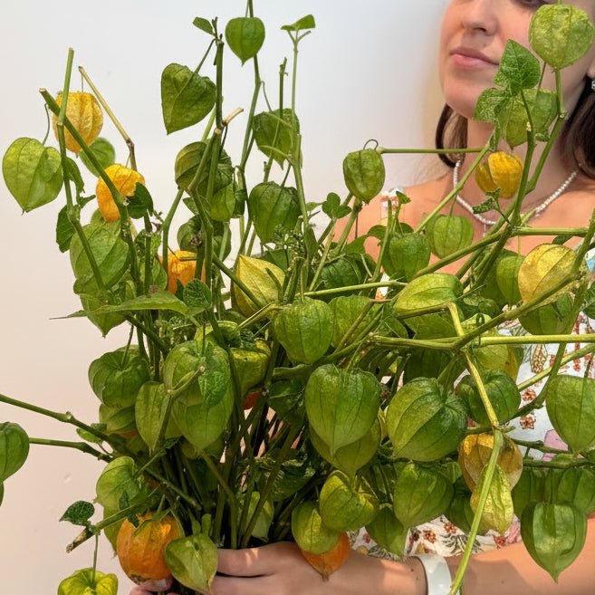 Physalis Market Bunch - Bloomfields
