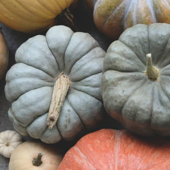 Pick a Pumpkin, Feed a Family. - Bloomfields