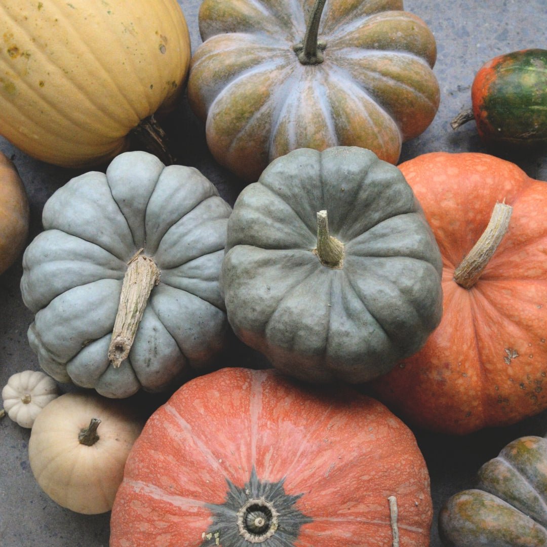 Pick a Pumpkin, Feed a Family. - Bloomfields