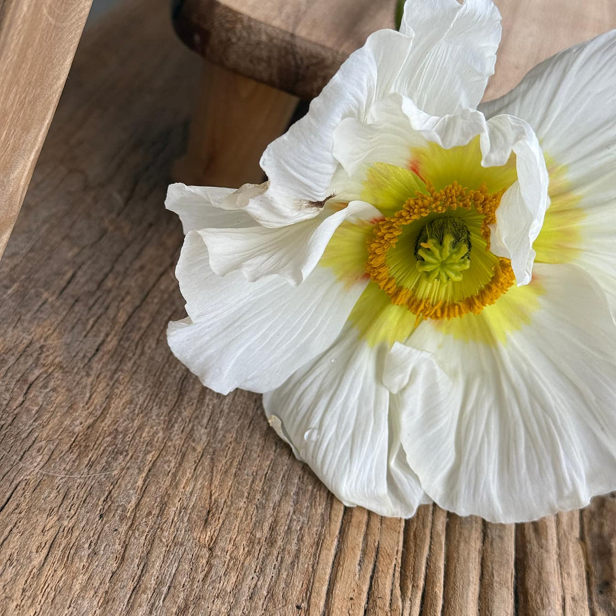 Poppies Market Bunch - Bloomfields