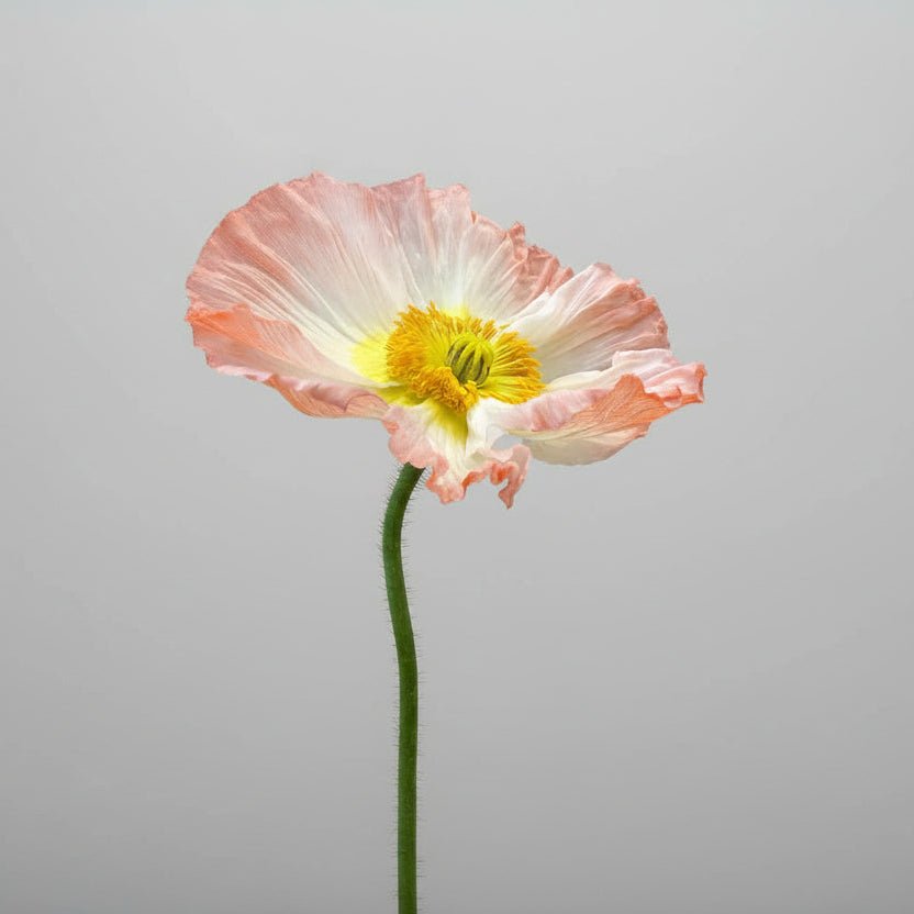 Poppies Market Bunch - Bloomfields