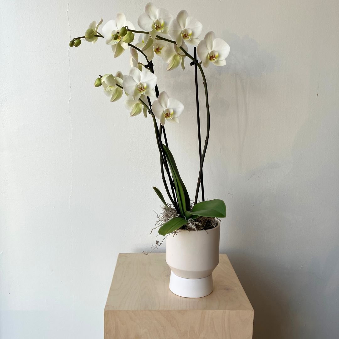 Potted Orchids - Bloomfields