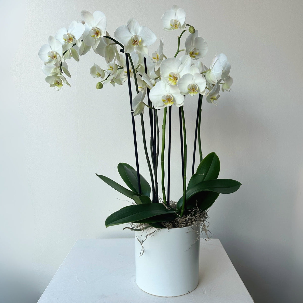 Potted Orchids - Bloomfields