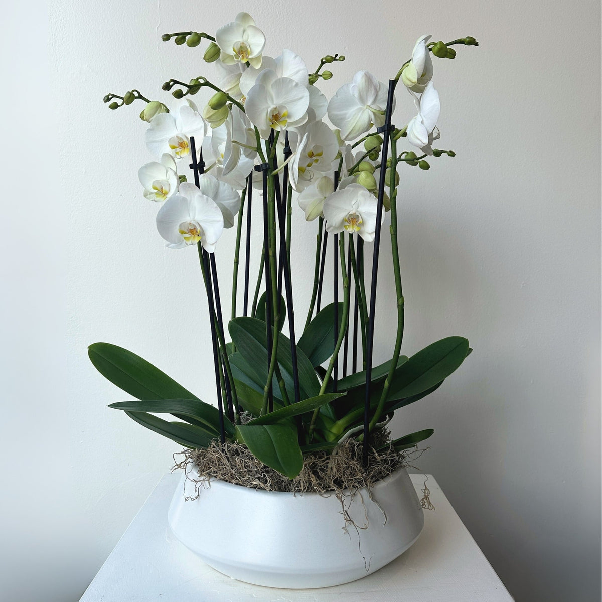 Potted Orchids - Bloomfields