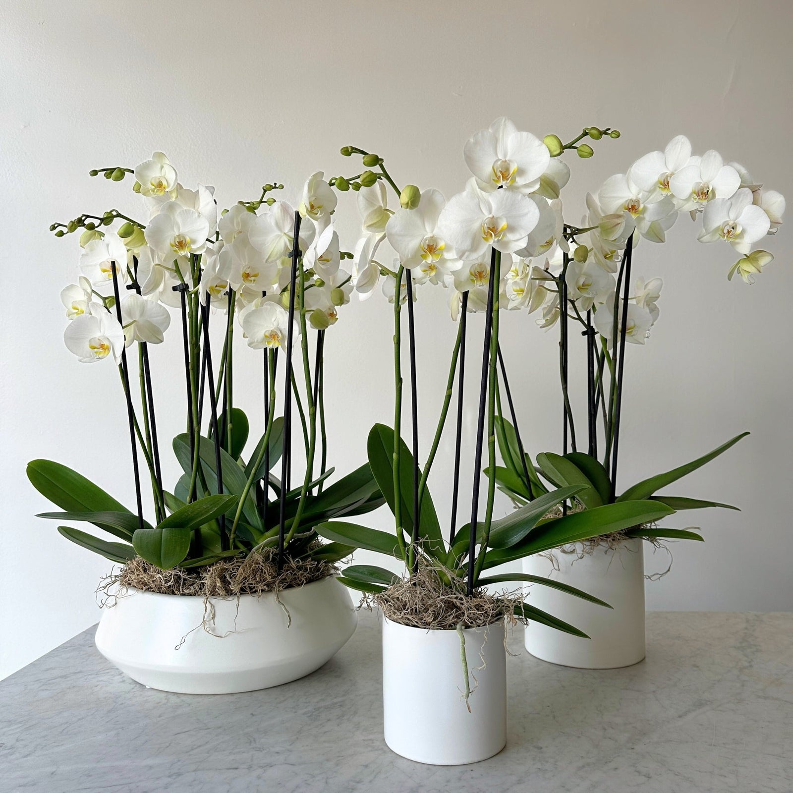 Potted Orchids - Bloomfields