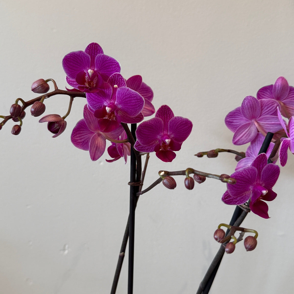 Purple Phalaenopsis Orchids - Bloomfields