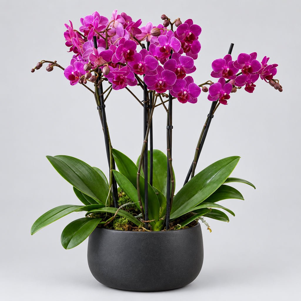 Purple Phalaenopsis Orchids - Bloomfields