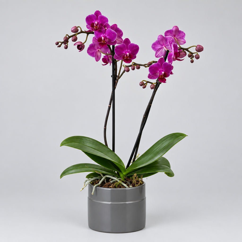 Purple Phalaenopsis Orchids - Bloomfields