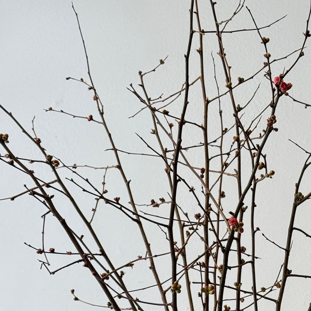 Quince Market Bunch - Bloomfields