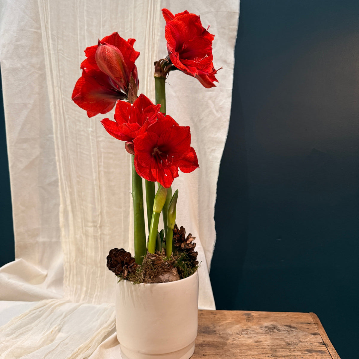 Red Double Amaryllis - Bloomfields