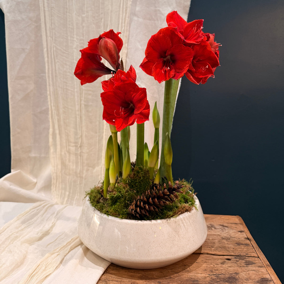Red Quadruple Amaryllis - Bloomfields