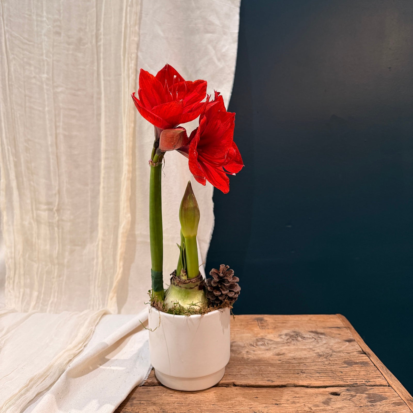 Red Single Amaryllis - Bloomfields