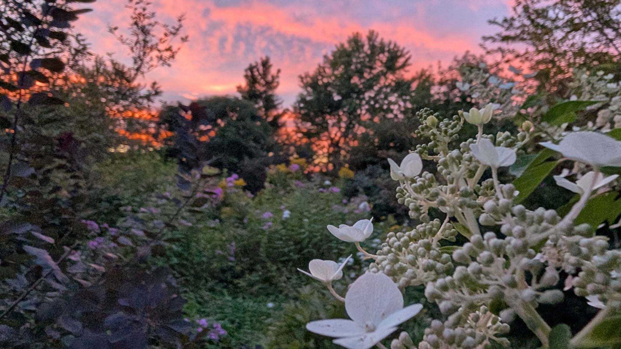 Garden scene with white flowers and a colorful sunset sky