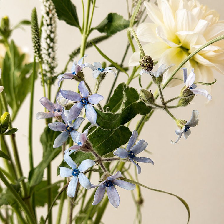 Summer Meadow - Bloomfields