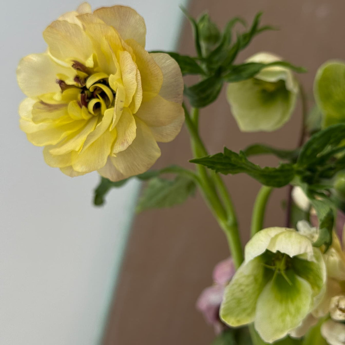 Sunlight - Bloomfields