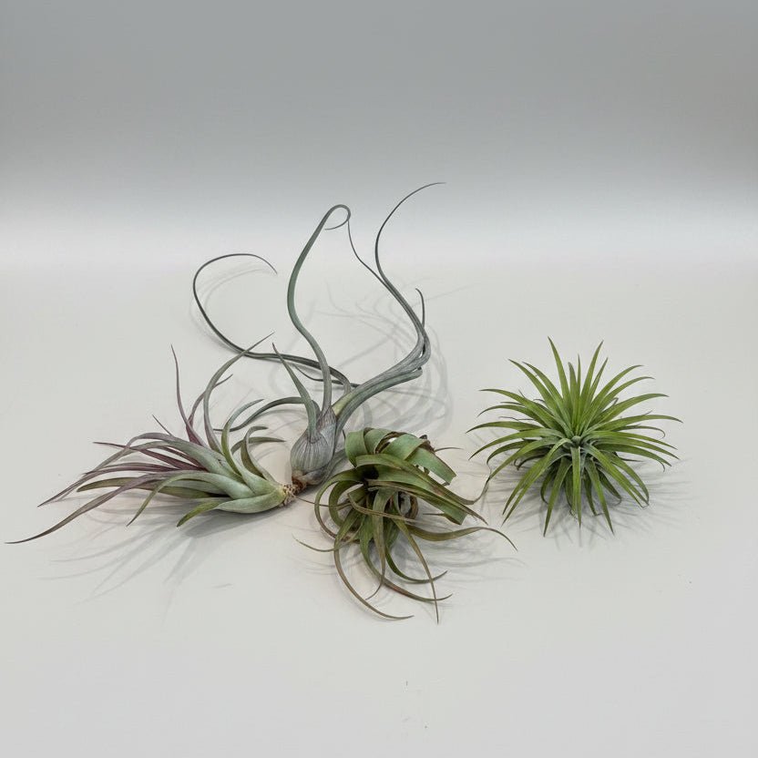 Tillandsia Air Plant - Large - Bloomfields