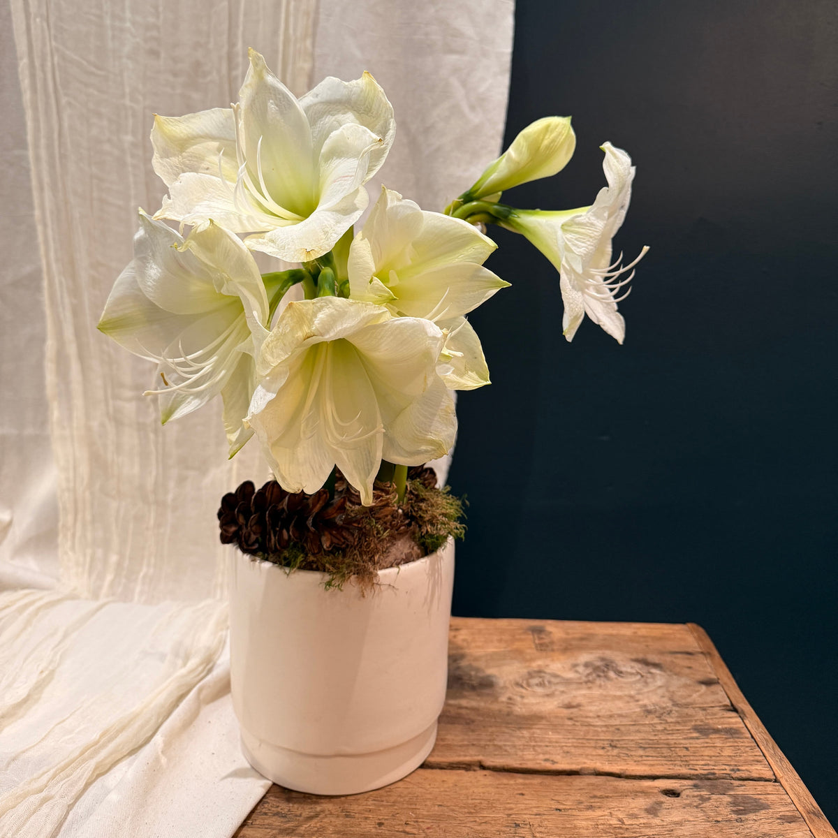 White Double Amaryllis - Bloomfields