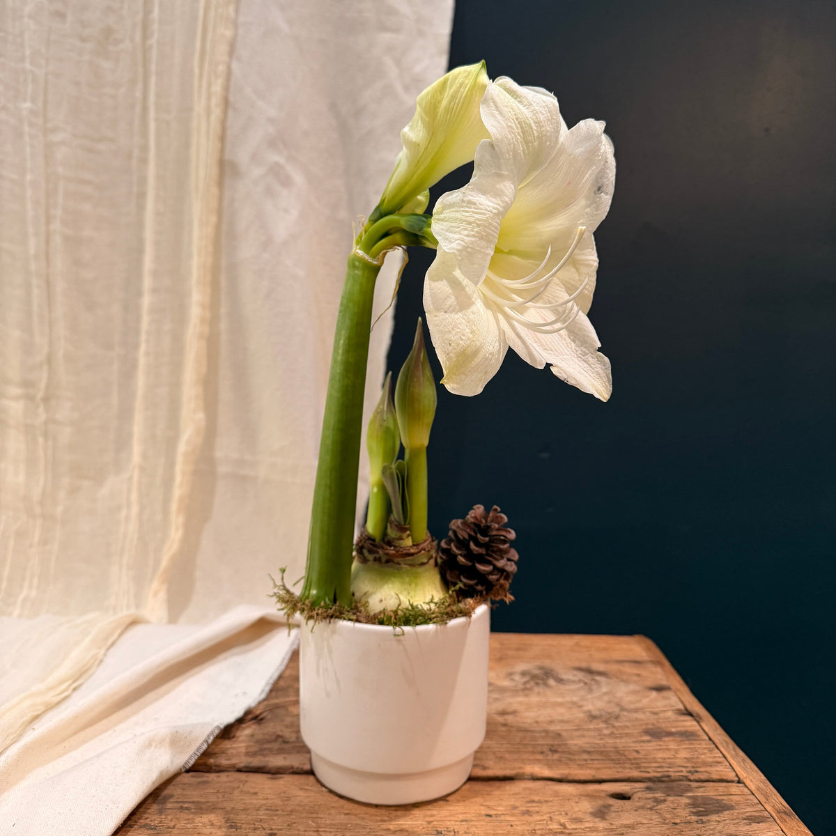 White Single Amaryllis - Bloomfields