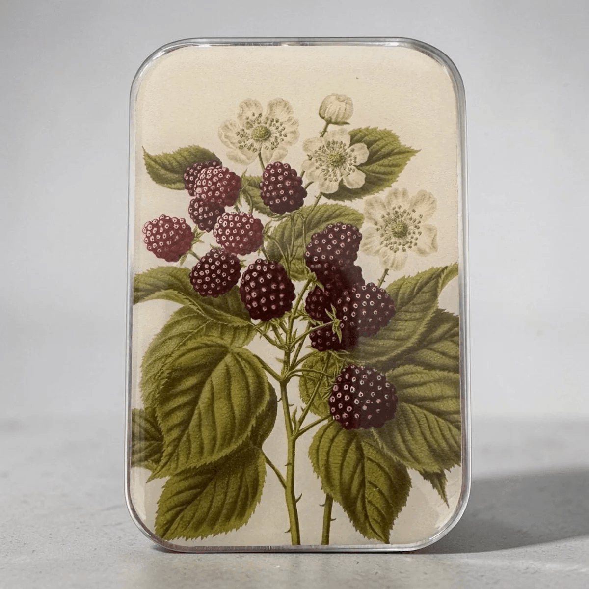 Wild Blackberry, Notions Tin - Bloomfields