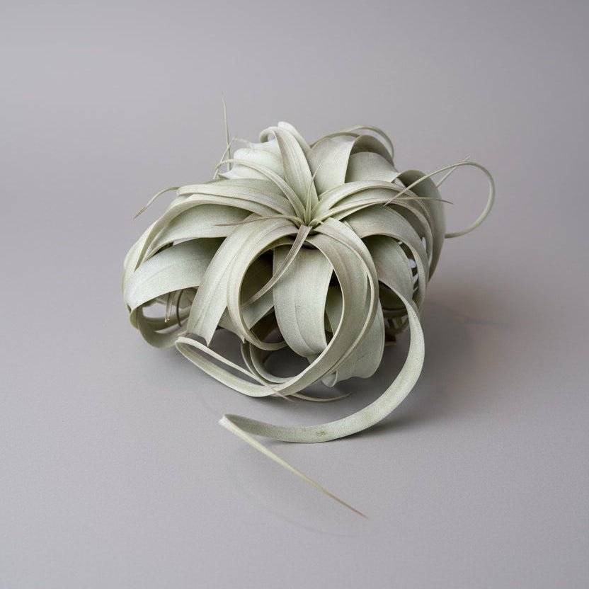 Xerographica Air Plant - Extra Large - Bloomfields