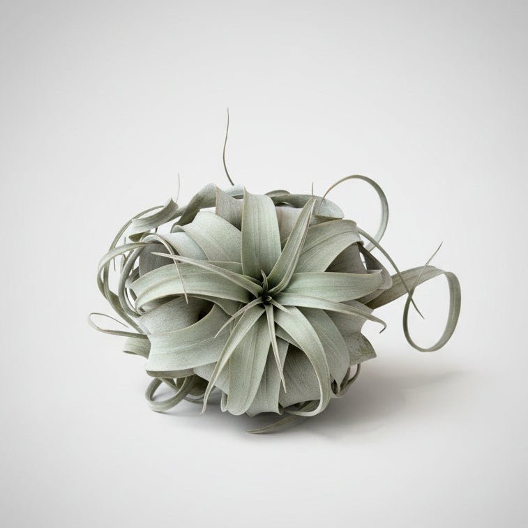 Xerographica Air Plant - Large - Bloomfields