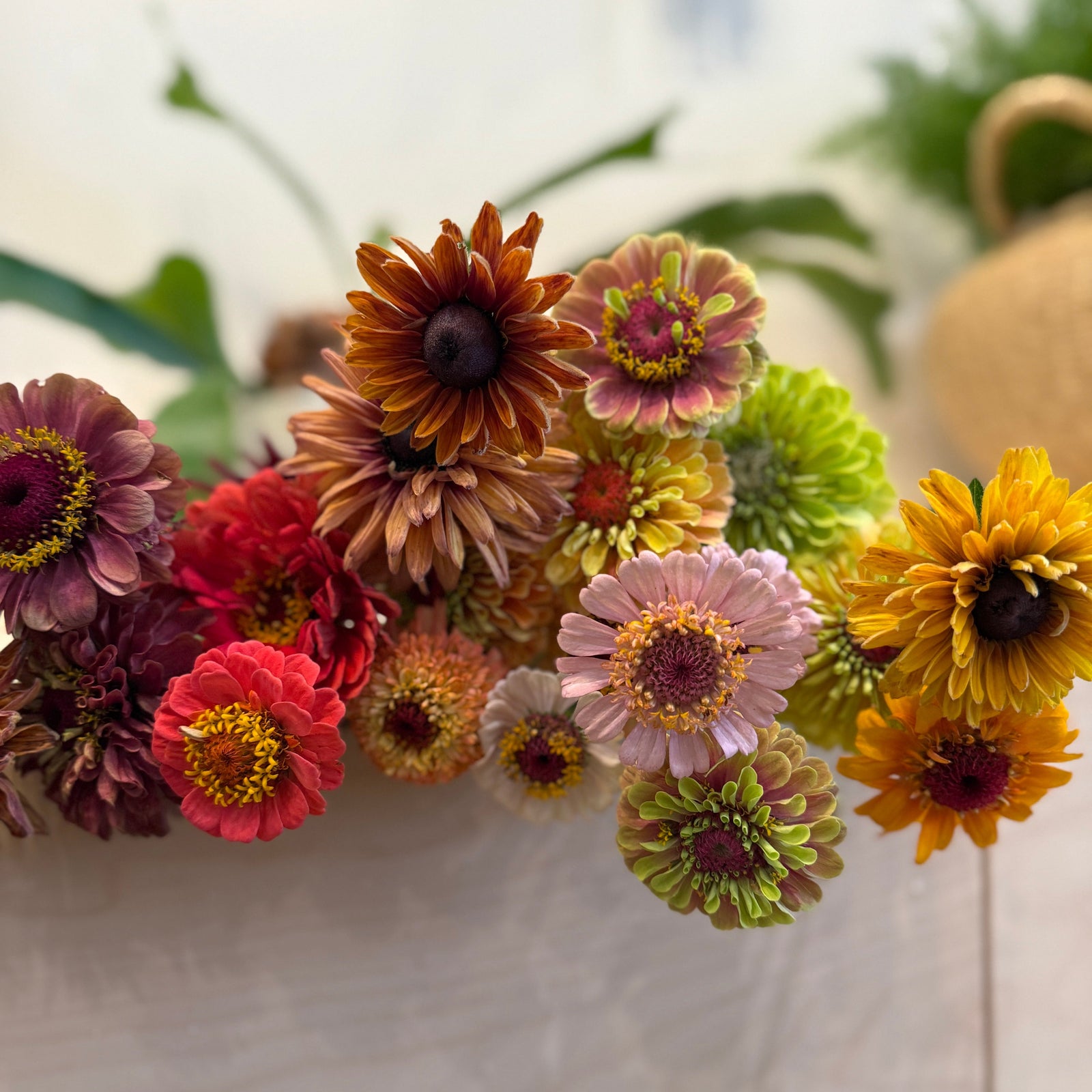 Zinnia Market Bunch - Bloomfields